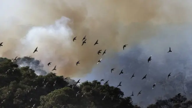 ฝูงนกบินเหนือกลุ่มควันไฟที่ป่าคาร์เมล ในอิสราเอล