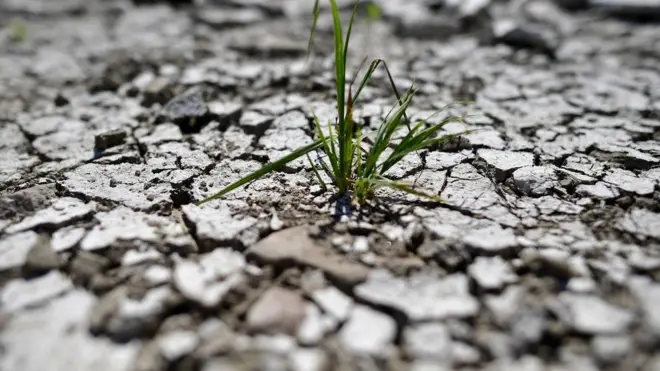 2018'de sıcak hava dalgaları Avrupa'da tarımı büyük oranda etkiledi