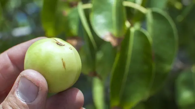 Esta sí es una manzana que merece su mala reputación.