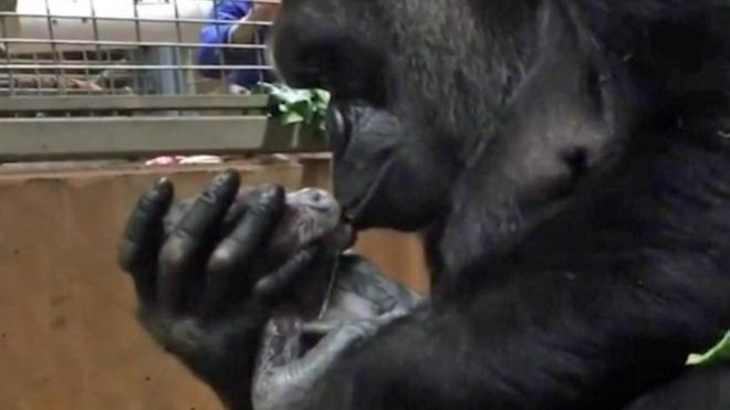 Mamá gorila con su bebé