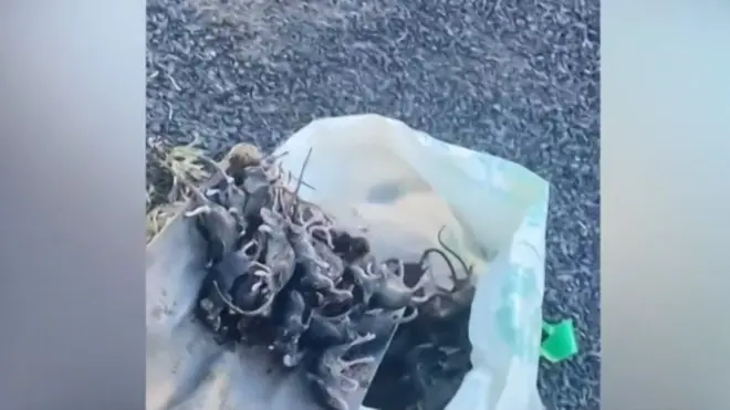 Ratones muertos en una pala
