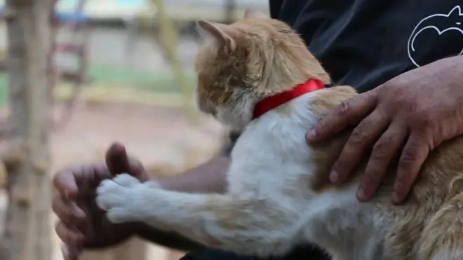 Muhammed Alaa Jaleel, kucağında bir kedi ile.