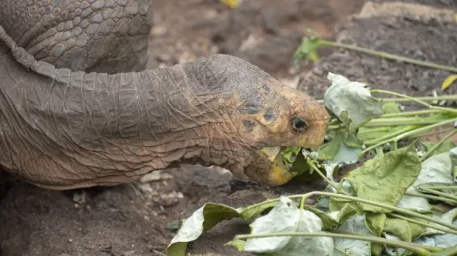 Diego es el padre de más de 800 descendientes generados por su programa de recuperación de especies.