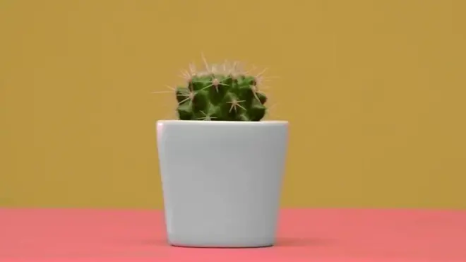 ویکسین کیسے کام کرتی ہے؟ یہ کیوں ضروری ہے؟ اور اجتماعی مدافعت کیا چیز ہوتی ہے؟ یہ سب جانیے اس ڈیجیٹل ویڈیو میں