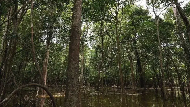 ایمازون کے جنگلات