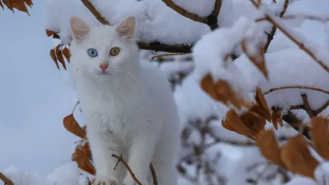 Кіт в снігу