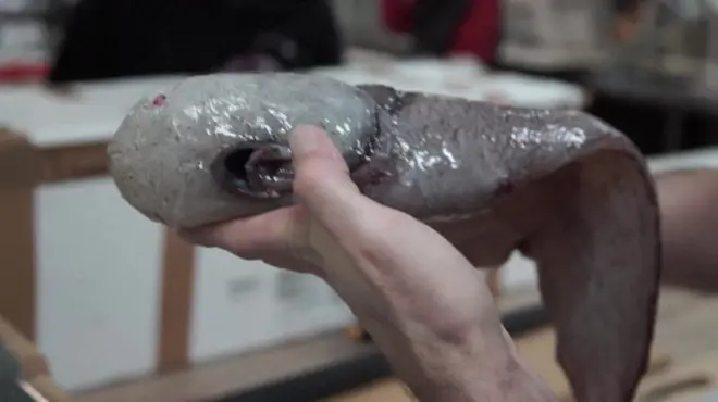 سمكة بدون وجه