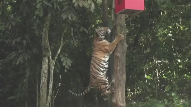 పార్టీ కోసం చెట్టెక్కుతున్న పులి