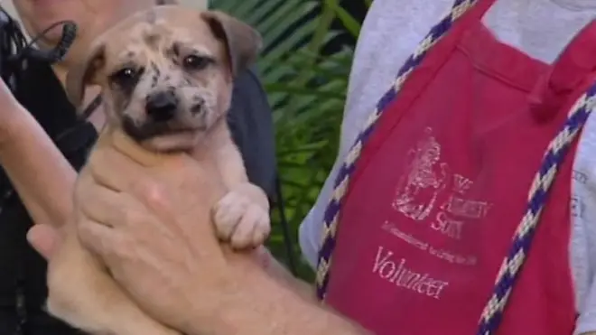 สุนัขรอคนรับเลี้ยง