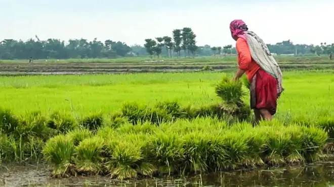 धान रोपाइँको चटारो