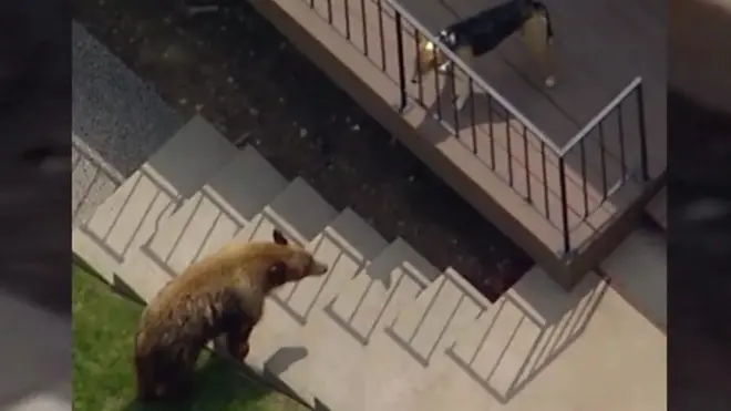 Медведь и собака