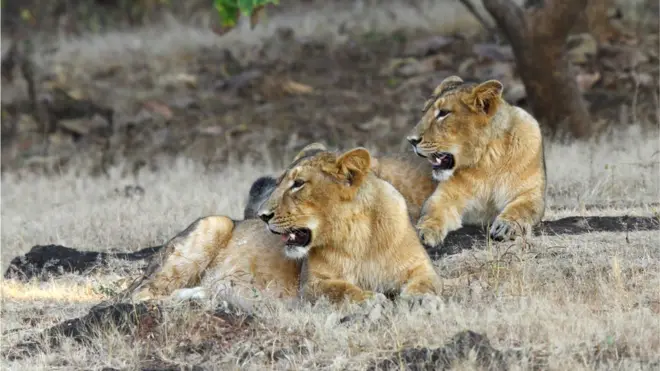 ગીરના સિંહની તસવીર