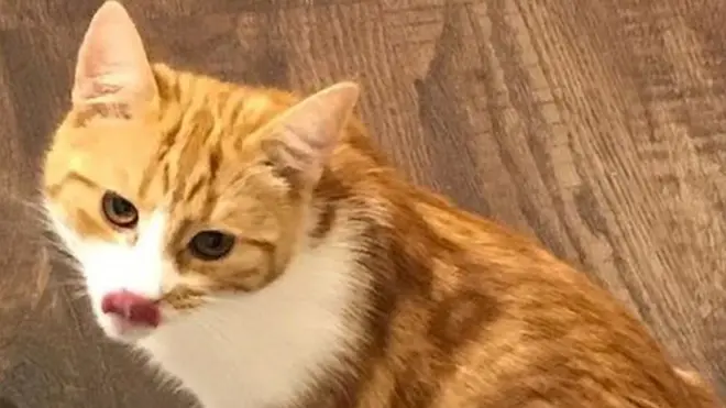 Jacinda Ardern's cat Paddles had gained a cult following after a Twitter profile was set up in her name