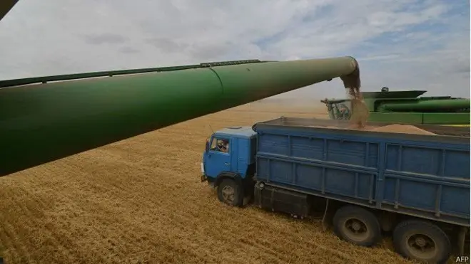 Россиядаги буғдой даласида ҳосил йиғиш