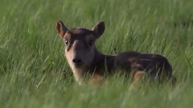 Саига антилопе
