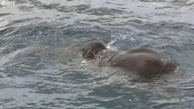 මුහුදේ ගිලුණු අලියා