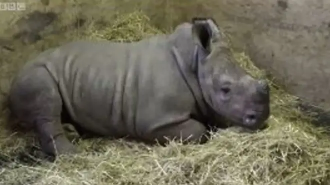 Упродовж чотирьох місяців Белль годували молоком з пляшечки