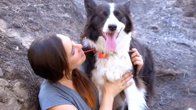 牧羊犬