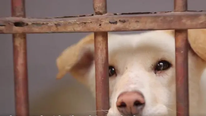 이집트에서 떠돌이 개 '수출품목' 위기