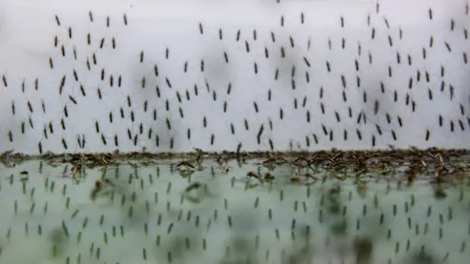 Paaraasaayitiin busaa wayita bookeen faalamte nama hidditu daddarba