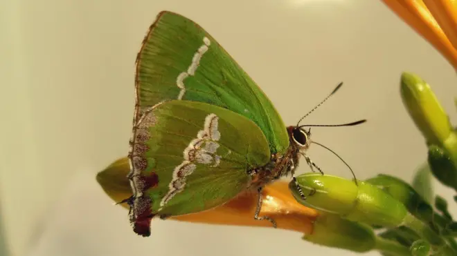 A Cyanophrys bertha é uma espéciecódigo promocional betano maio 2024borboleta presente no Rio Grande do Sul