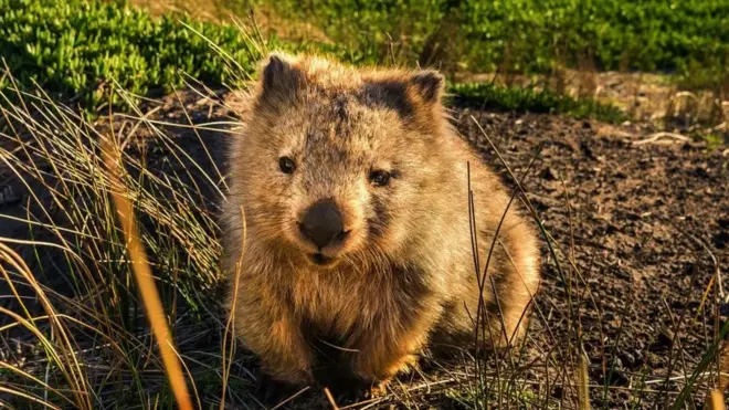 Ako volite da šetate vombate, u Tasmaniji postoji posao za vas