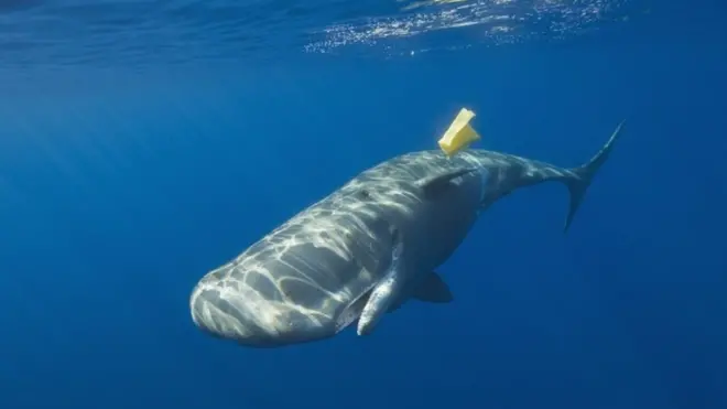 Забруднення пластиком загрожує морським мешканцям.