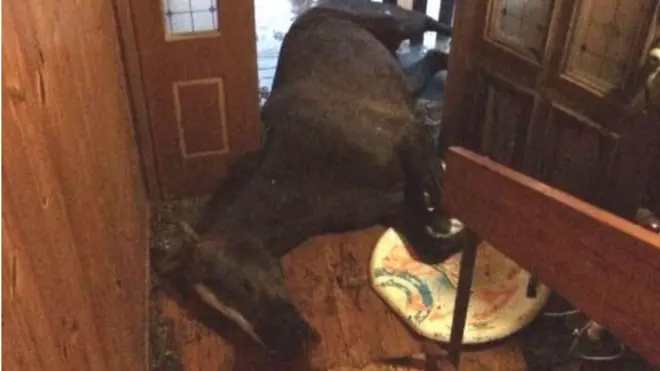 Kuda betina itu diharapkan bisa sepenuhnya pulih.