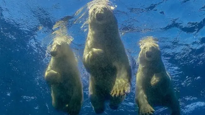 اس پرفیکٹ تصویر کے لیے انھیں 15 سالوں تک انتظار کرنا پڑا تھا