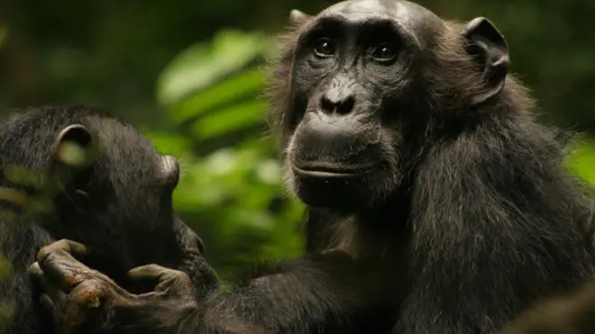 Uganda'da şempanzeler