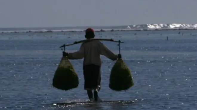 Lebih dari 13.000 petani rumput di NTT mengajukan gugatan terhadap perusahaan di Australia, PTTEP Australasia, yang mereka tuduh menyebabkan hilangnya mata pencaharian.