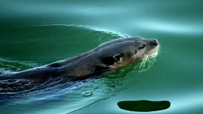 Выдры в Сингапуре