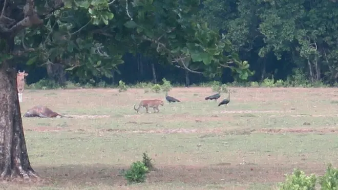 Satwa yang diduga 'Harimau jawa' terekam kamera jebakan di Taman Nasional Ujung Kulon, Jawa Barat. Sudah sejak 1996, hewan tersebut dinyatakan punah.