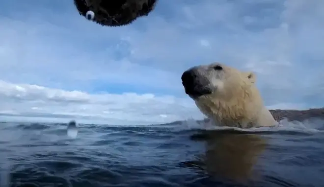 මුහුදු අයිස් දියවීමත් සමඟ හිම වලසුන්ට ගොඩබිම වැඩි කාලයක් ගත කිරීමට සිදු වේ.