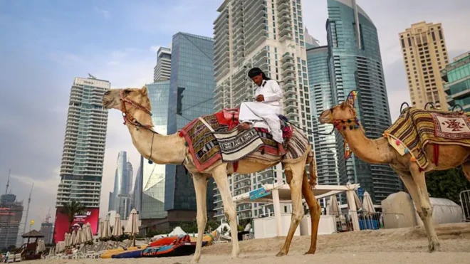 دو شتر و مردی سوار بر یکی از آنها، پسزمینه برج‌های ساختمانی دیده می‌شود