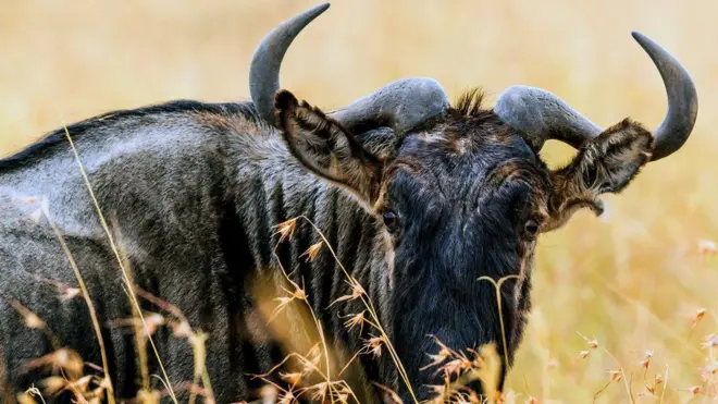 Wildebeest melihat ke kamera