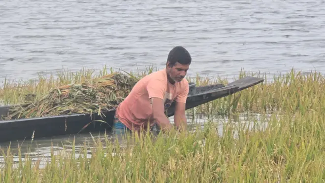 সুনামগঞ্জে তলিয়ে থাকা জমি থেকে ধান কাটছেন এক কৃষক