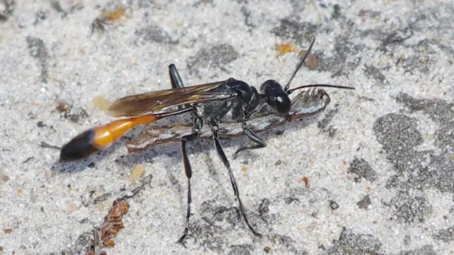 A long, thin, black and green digger wasp carrying a caterpillar across a sandy surface.