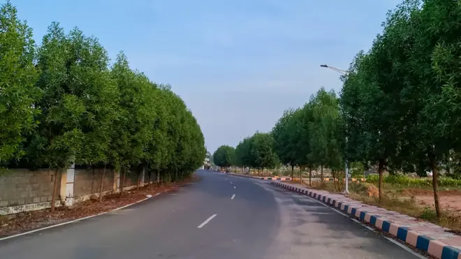 కోనో కార్పస్