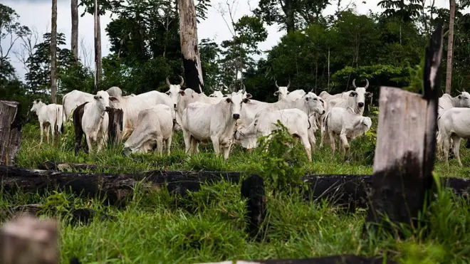 Ocupação ilegal de terras do governo brasileiro na Amazônia com gado, no Pará.