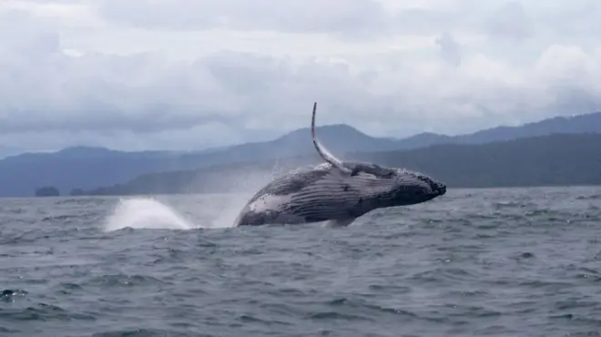 This humpback whale, photographed here off the Pacific coast of Colombia, made an epic migration / ภาพถ่ายวาฬหลังค่อมนอกชายฝั่งประเทศโคลอมเบีย ในน่านน้ำมหาสมุทรกำลังอพยพย้ายถิ่นที่อยู่ครั้งใหญ่
