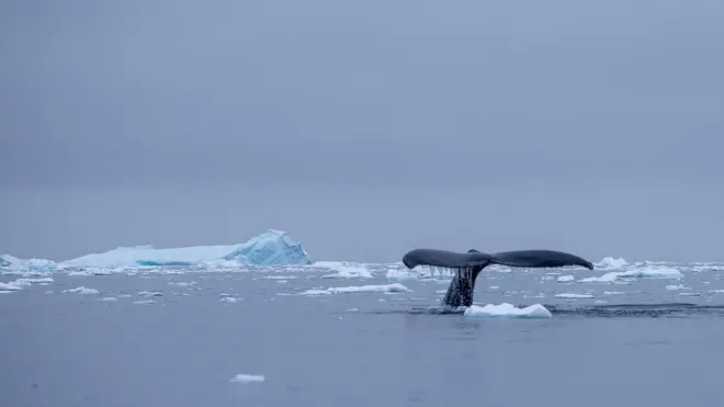The fluke, or tail, of a humpback whale drips with water as the animal dives in the icy sea of the Antarctic Peninsula. The water is calm and the surface is peppered with floating ice.