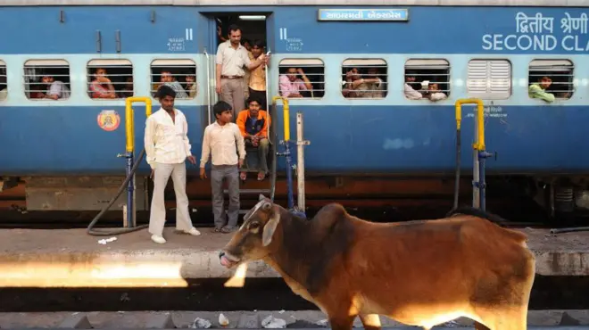 দুই হাজার বাইশ সালের হিসেব অনুযায়ী ভারতে ভারতে ট্রেনের ধাক্কায় ১৩ হাজার গরু মারা গেছে।