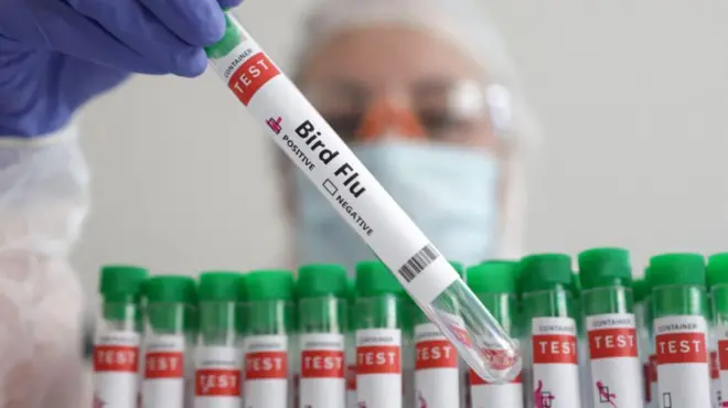 kuş gribi testi