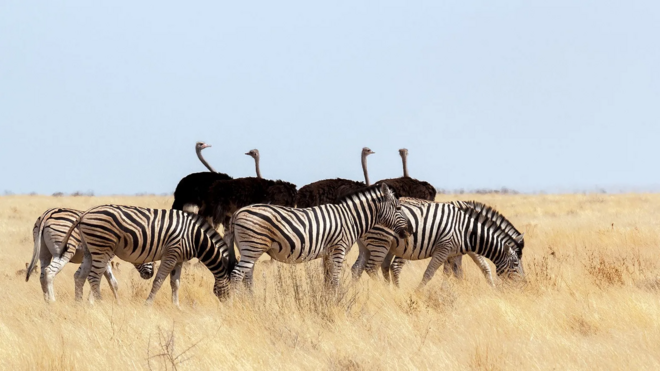 Zebras e avestruzes
