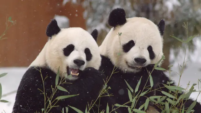 Mei Xiang,realsbet saque demora quanto tempo25 anos, e Tian Tian,realsbet saque demora quanto tempo26, chegaram ao zoológicorealsbet saque demora quanto tempoWashingtonrealsbet saque demora quanto tempo2000,realsbet saque demora quanto tempoum empréstimo inicialrealsbet saque demora quanto tempo10 anos que foi renovado várias vezes