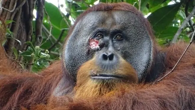 얼굴에 큰 상처가 난 오랑우탄 라쿠스