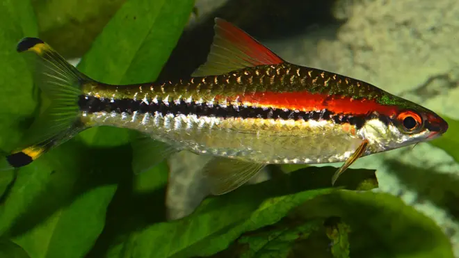 सह्याड्रिया डेनिसोनी (रेडलाइन टॉर्पेडो बार्ब) हा लुप्त होण्याच्या मार्गावर असणारा मासा केरळ आणि कर्नाटकच्या दक्षिण भागातील नद्या आणि नाल्यांमध्ये सापडतो