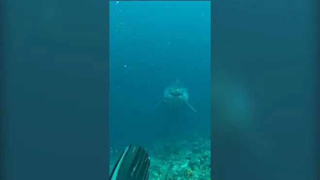 velika bela ajkula i ronilac