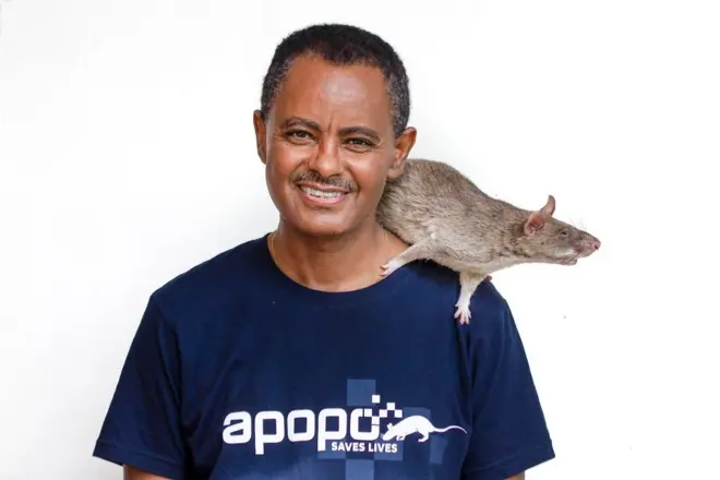 ዶክተር ተፈራ በላቸው ኣብ ማእገሩ ኣንጭዋ ገይሩ ዘርእይ ፎቶ